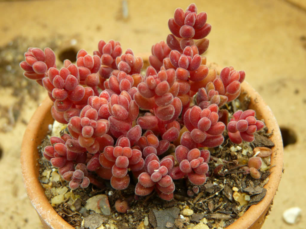 Sedum-stahlii-Mexican-Sedum1.jpg