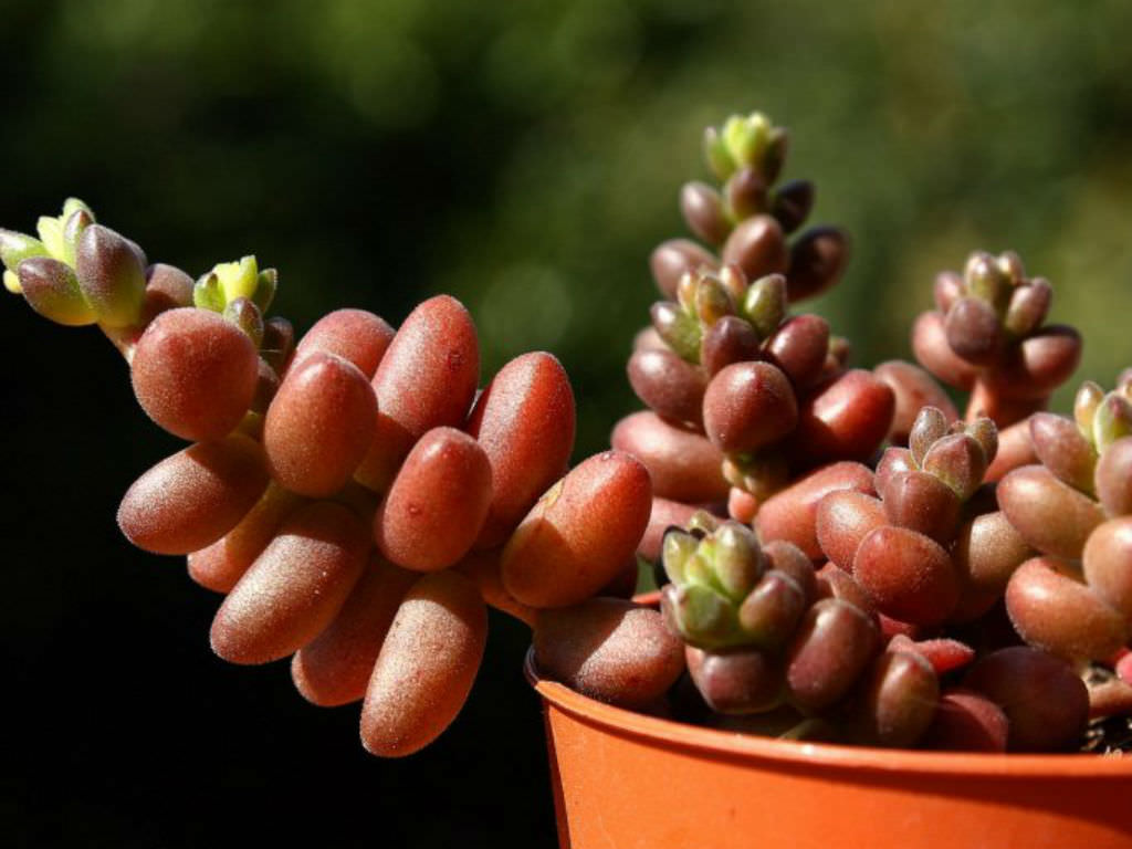Sedum-stahlii-Mexican-Sedum2.jpg