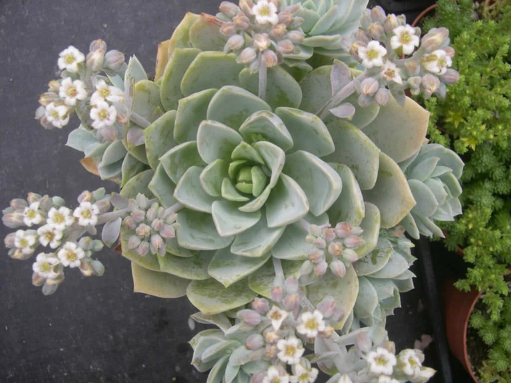 Sedum-suaveolens-Sweet-Smelling-Sedum2.jpg
