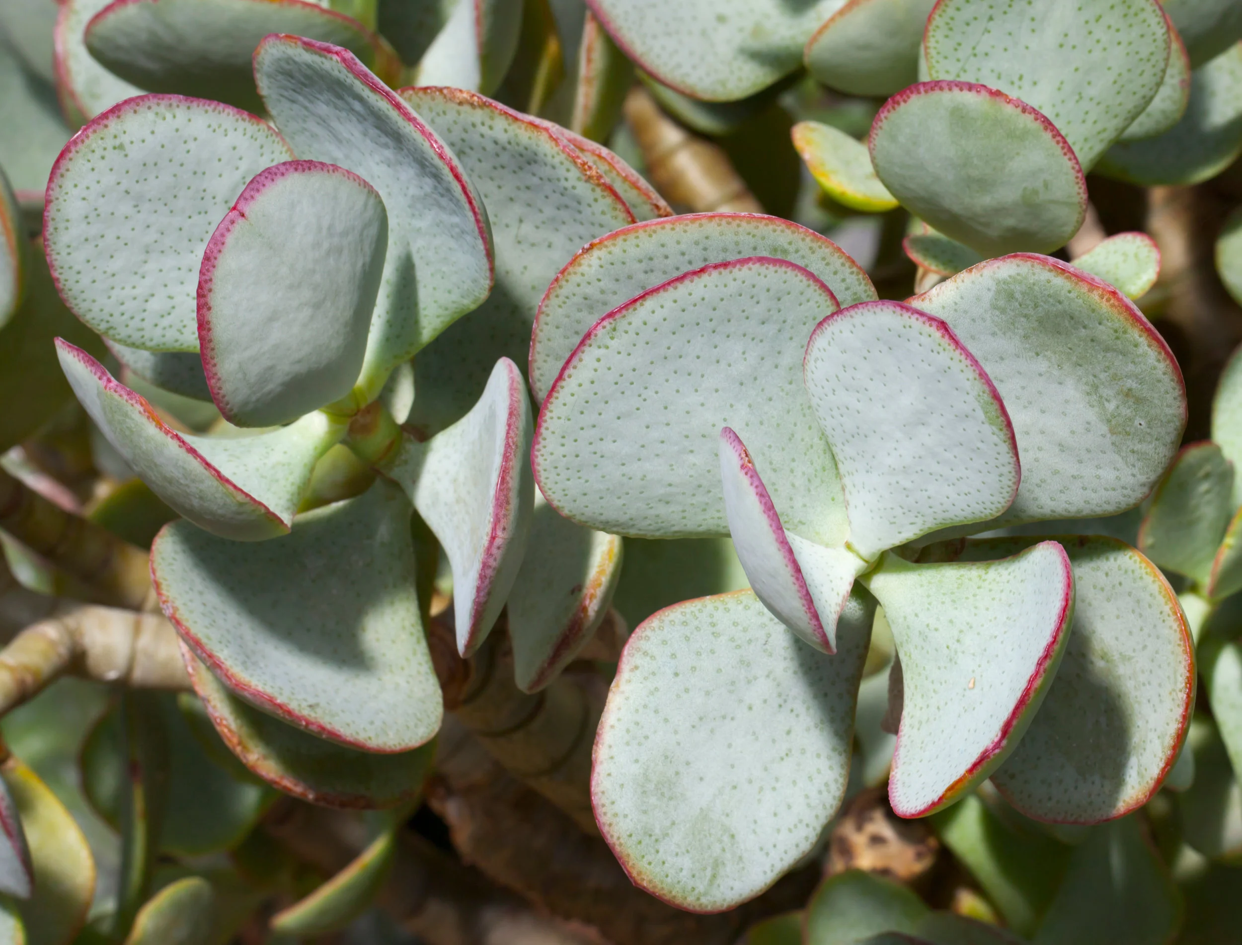 Crassula_arborescens01.jpg