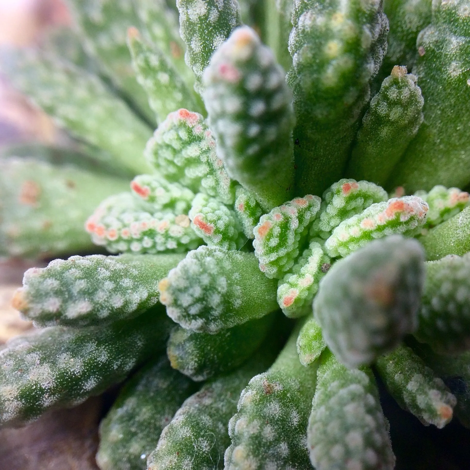 Crassula ausensis ssp titanopsis - 20 seeds