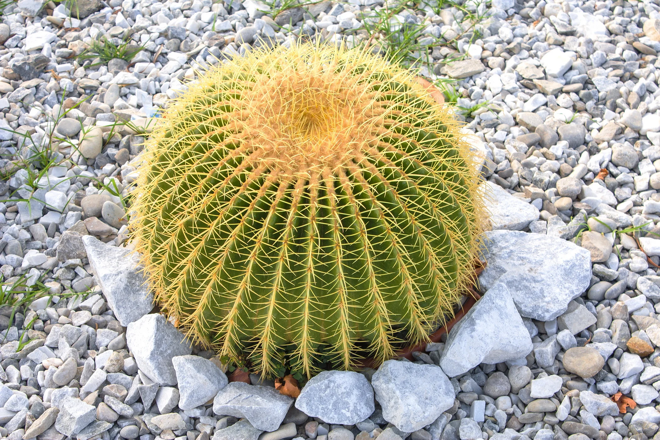 Эхинокактус_Грузона_-_Echinocactus_grusonii.jpg