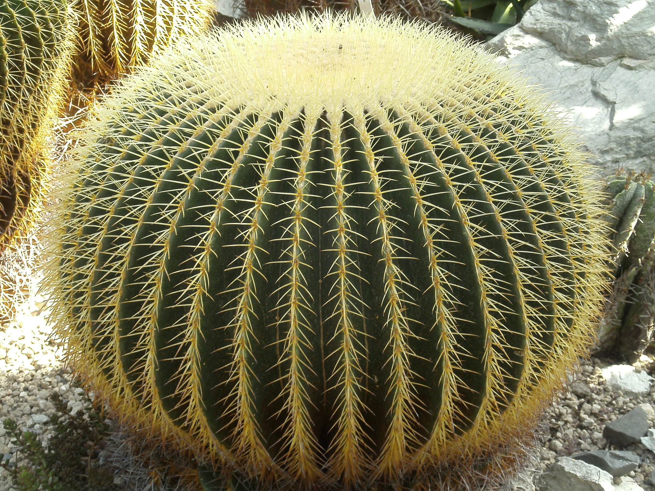 Bogarub-echinocactus-grusonii-1.jpg