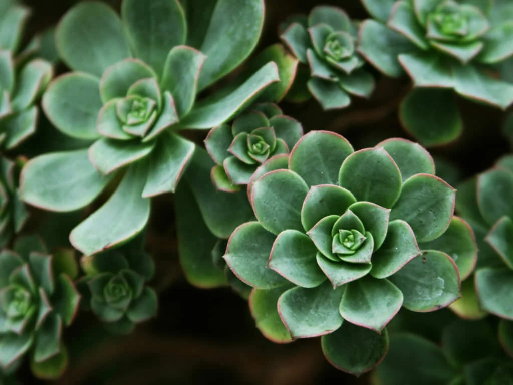 Aeonium-haworthii-Haworths-Aeonium-Pinwheel2.jpg
