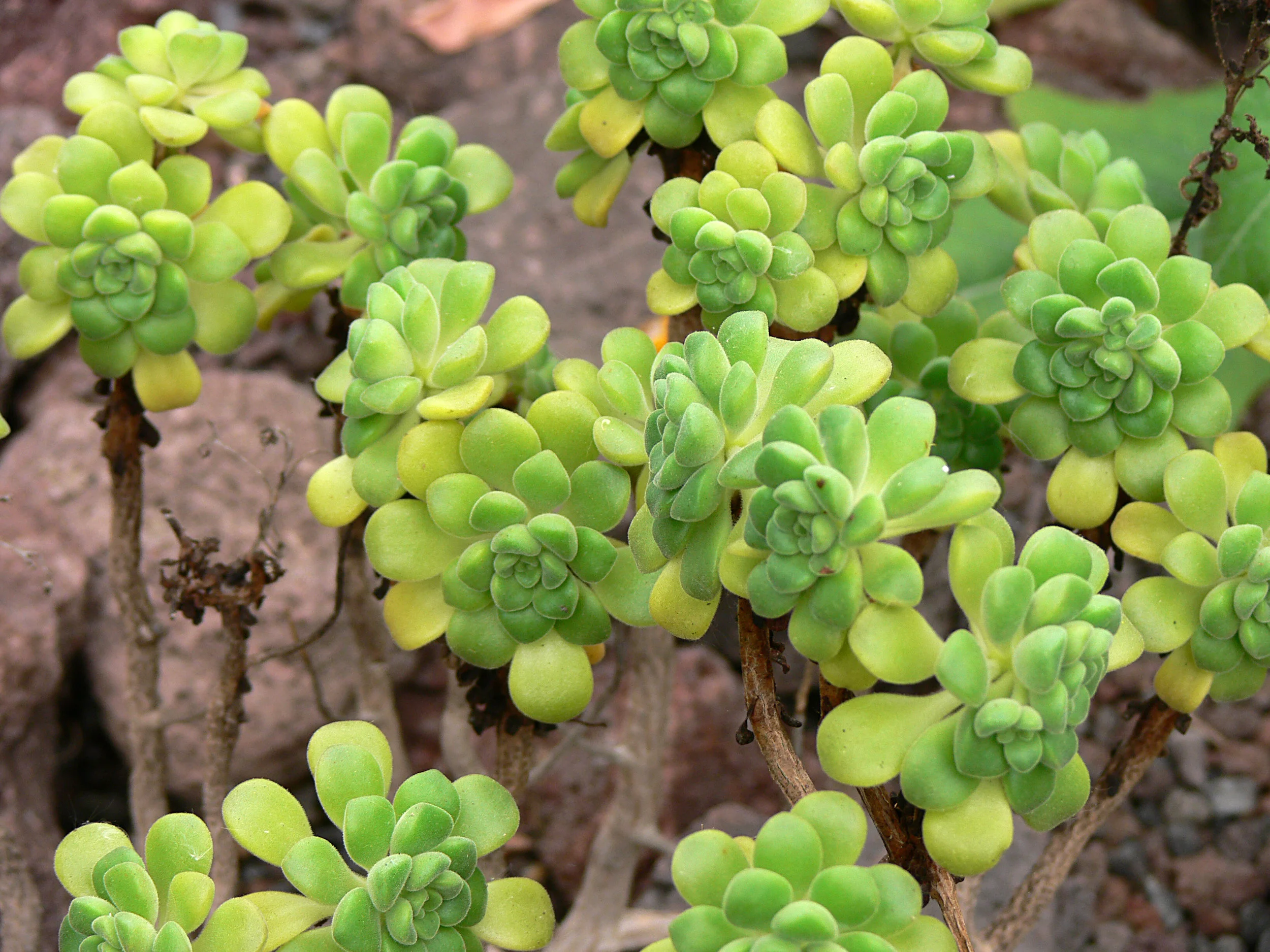 Aeonium_lindleyi_P1050450.JPG