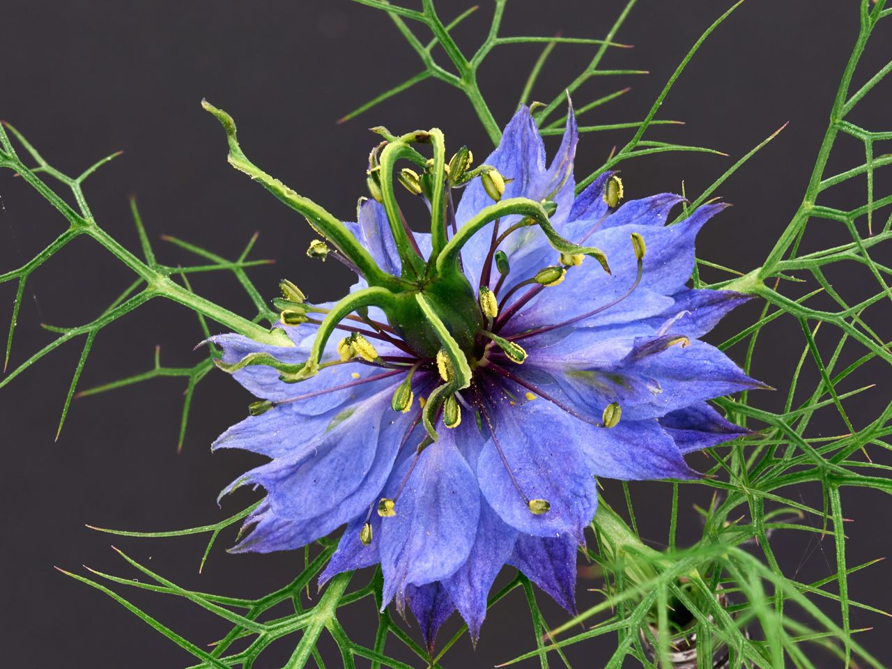 Nigella_damascena_blue_visible_stack.jpg