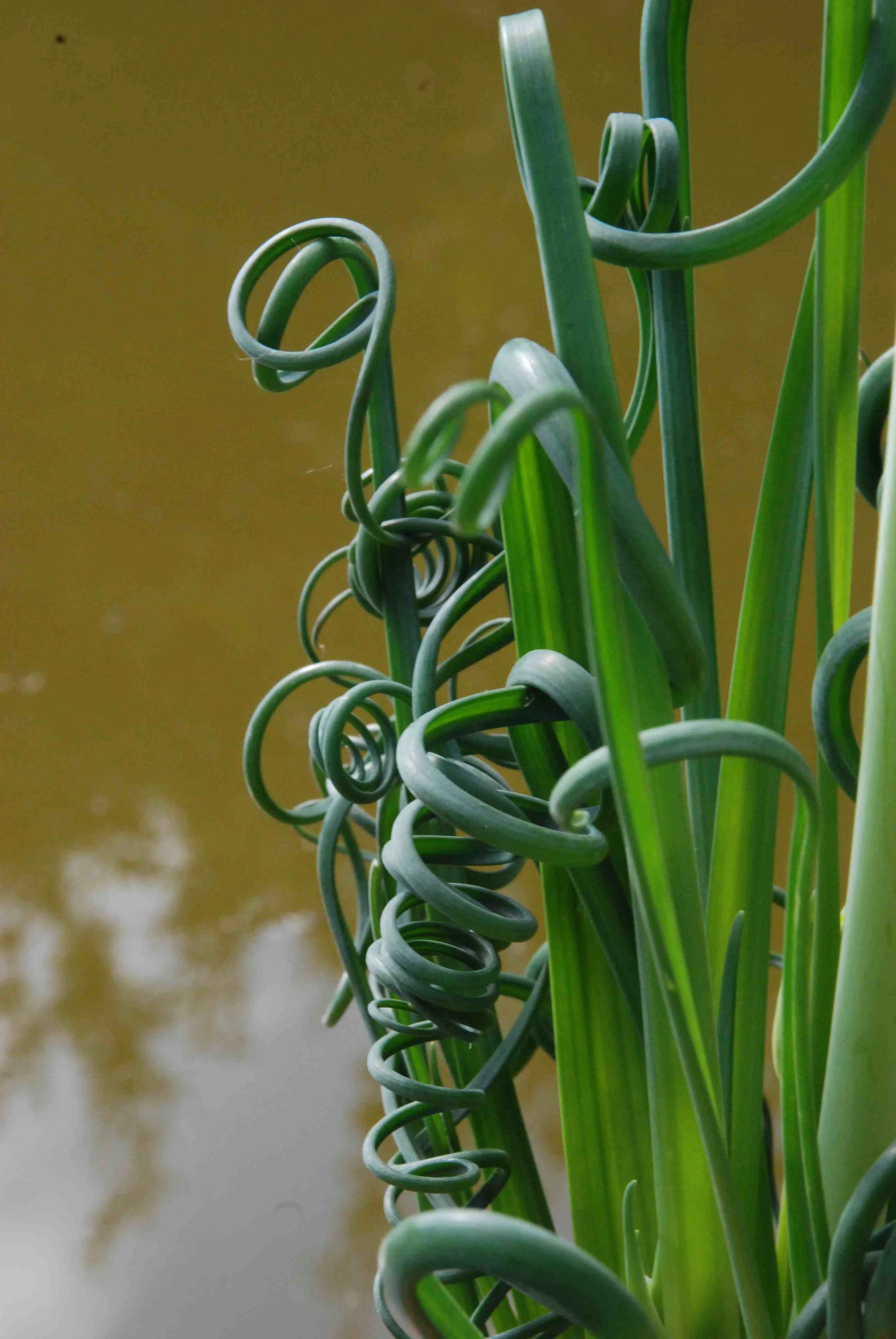albuca-frizzle2.jpg