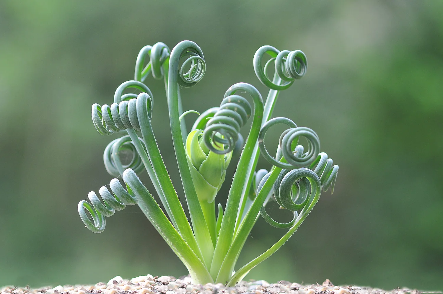 Albuca spiralis - 5 seeds  rareplant