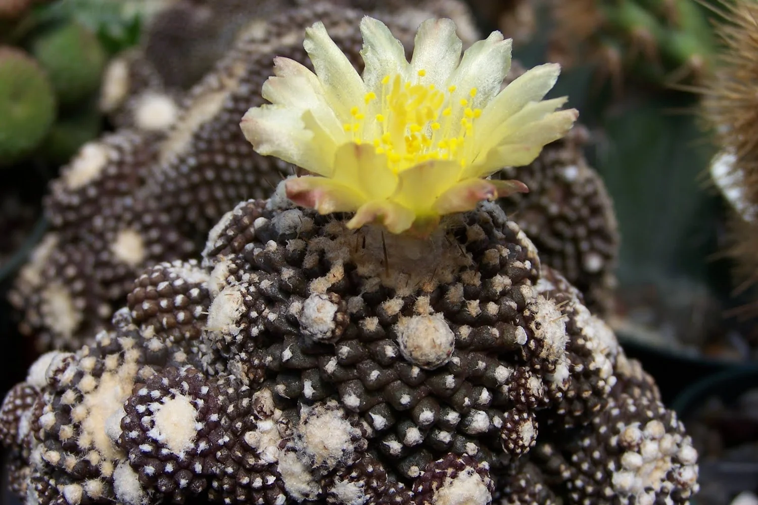 その他 Copiapoa Flower season KPSVer. Copiapoa tenuissima - 10 seeds — rareplant