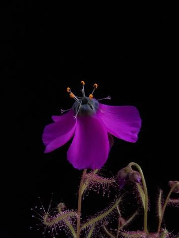 Drosera_cistiflora_purple_large.jpg