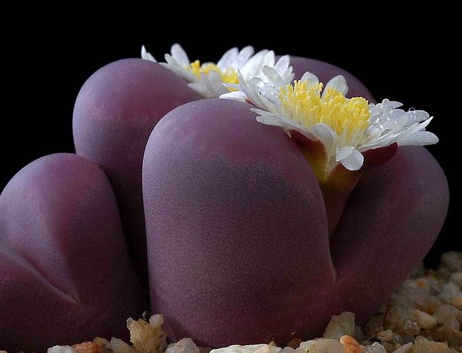 427b24b63328703a3486220d301932e9--cactus-seeds-succulent-seeds.jpg