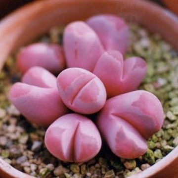 Lithops optica cv Rubra - 10 seeds