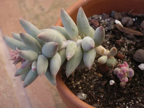 variegated zz plant ZZ Plant Variegated 6 Exact Plant
