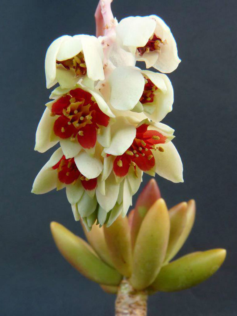Pachyphytum-viride2-1.jpg