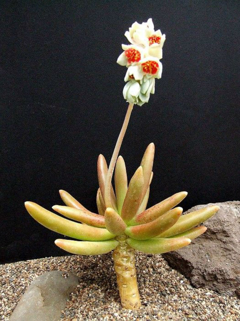 Pachyphytum-viride1.jpg