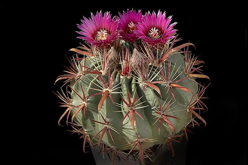 Ferocactus_latispinus_andrea_800.jpg