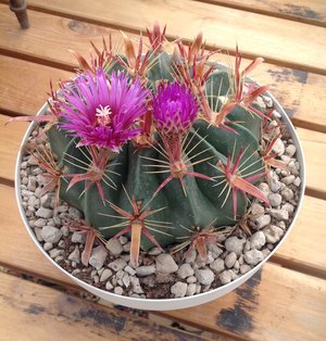 Devil's Tongue Barrel - 10 seeds  rareplant
