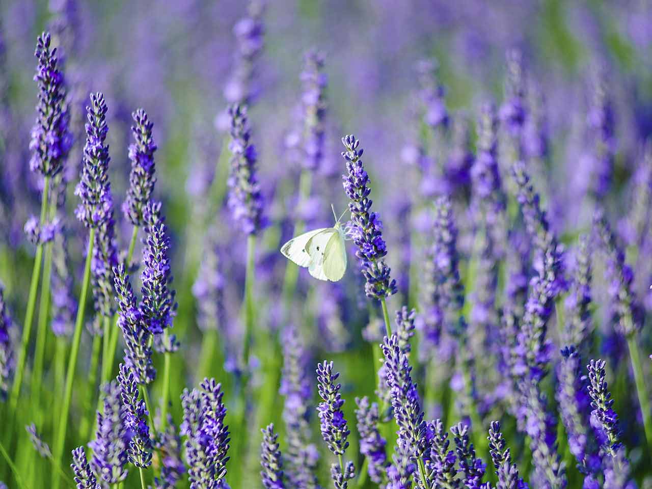 lavender-pruning.jpg