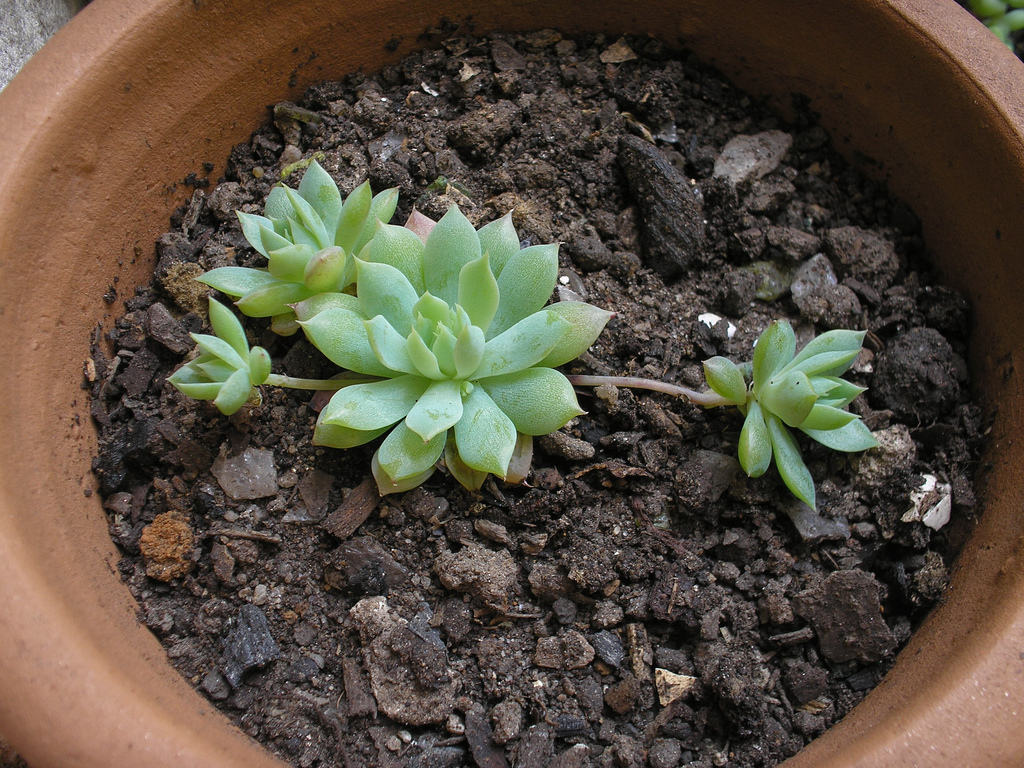 Graptopetalum macdougallii - 20 seeds — rareplant