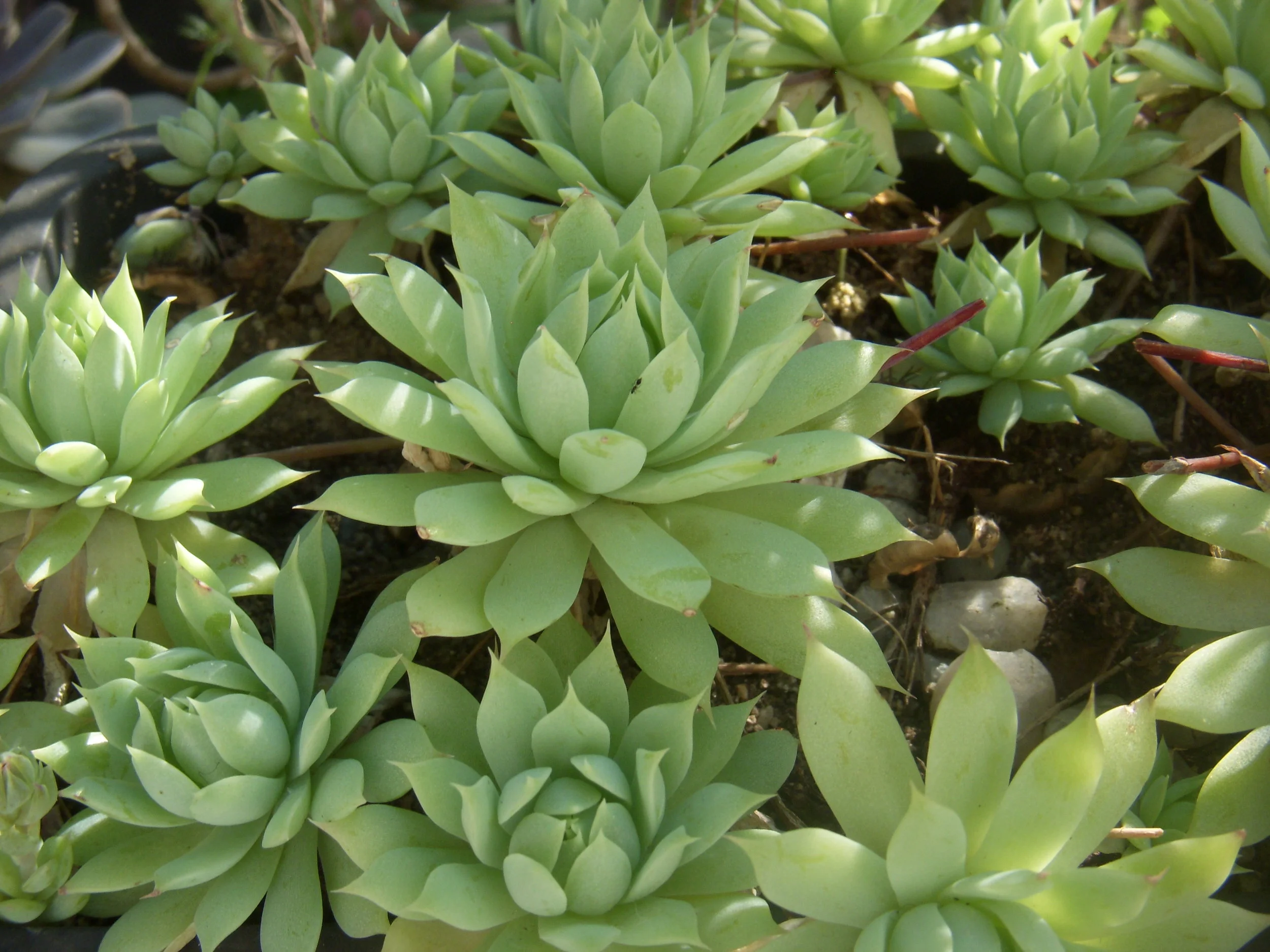 Graptopetalum_macdougallii_02.JPG