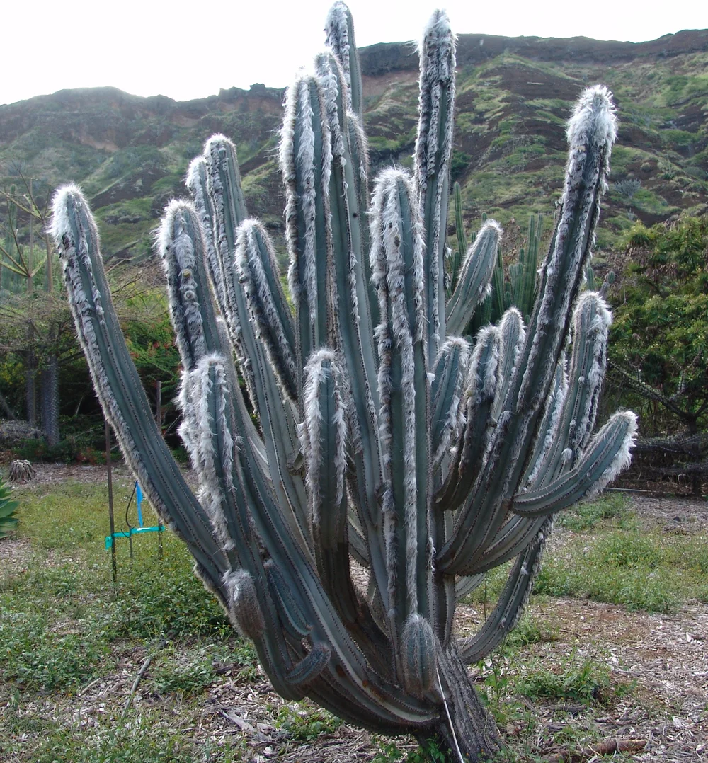 Woolly Torch cactus - 10 seeds  rareplant