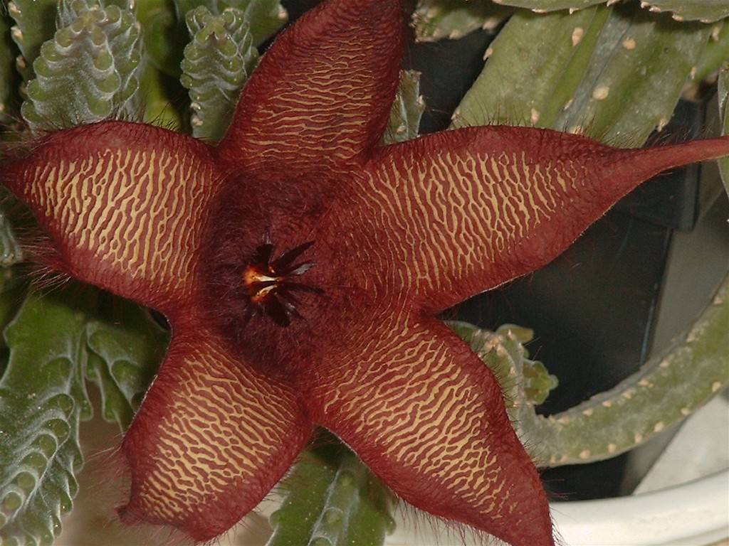 Stapelia-grandiflora2.jpg