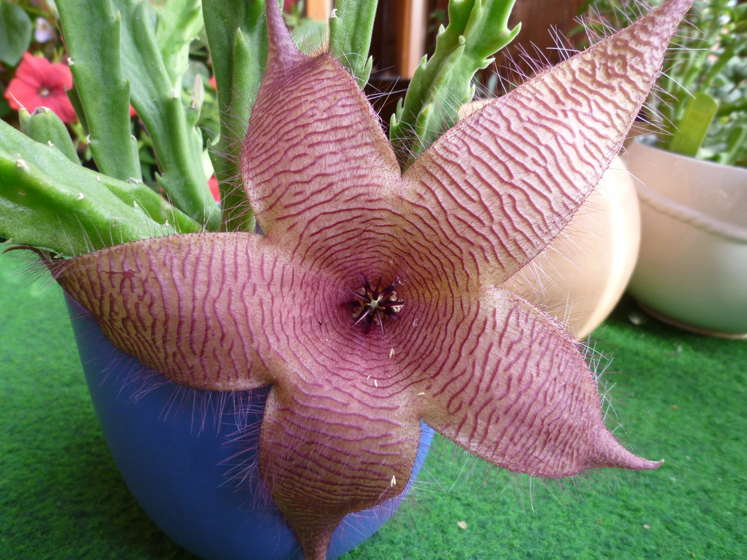 Aasblume,_Stapelia_grandiflora.JPG