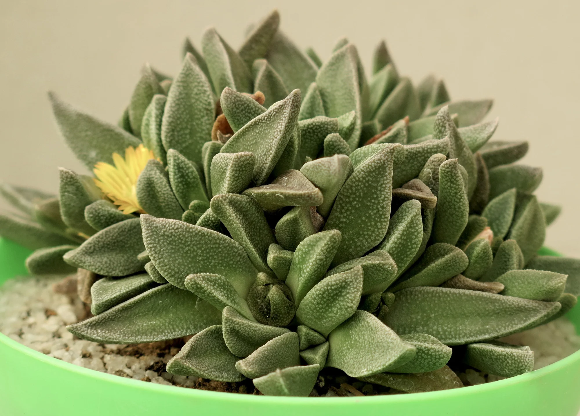 Nananthus_aloides_1.jpg