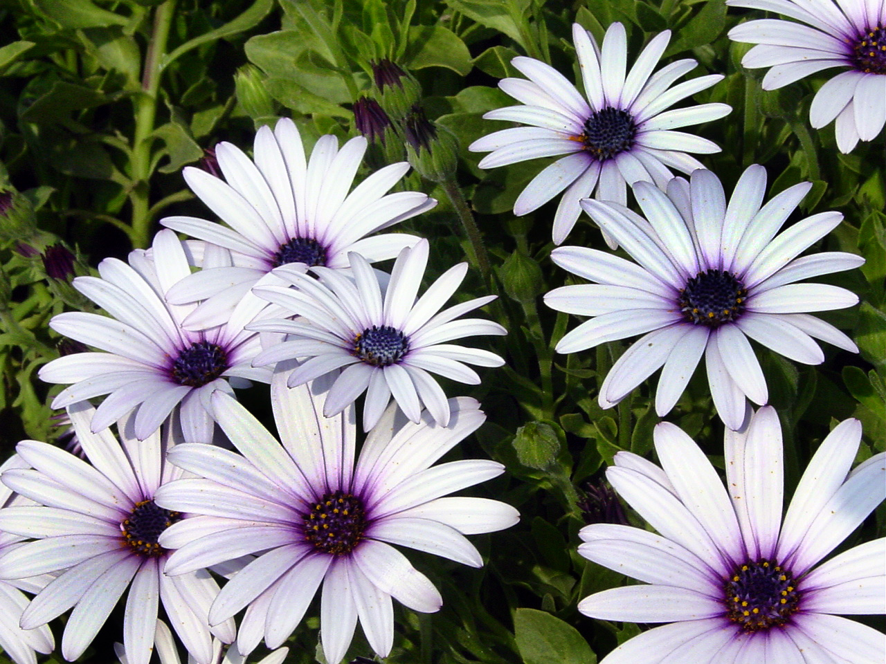 African-Daisy-White.jpg