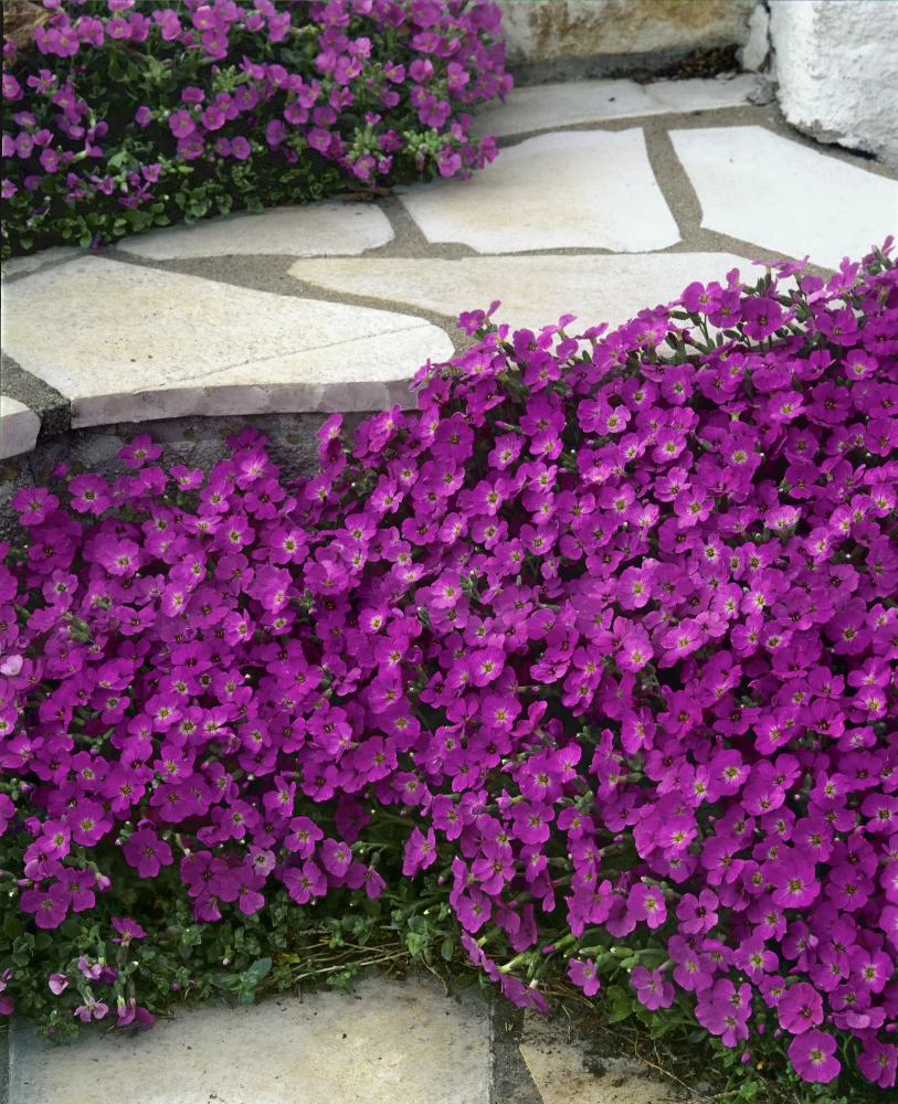 aubrecija-aubretia_5aa6a5405887f.jpg
