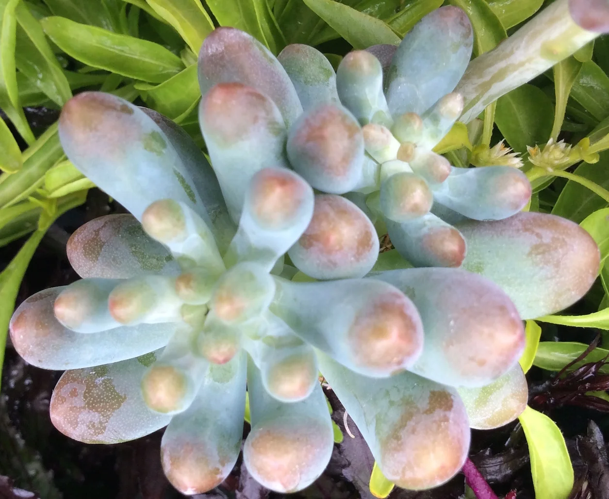 graptopetalum-pachyphyllum-1.gif