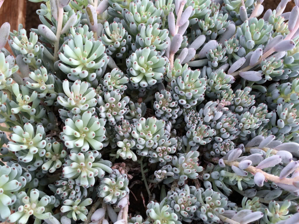 Graptopetalum-pachyphyllum-Bluebean2.jpg
