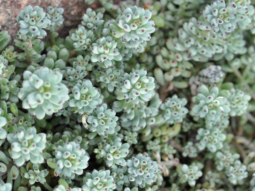 Graptopetalum-pachyphyllum-Bluebean4.jpg