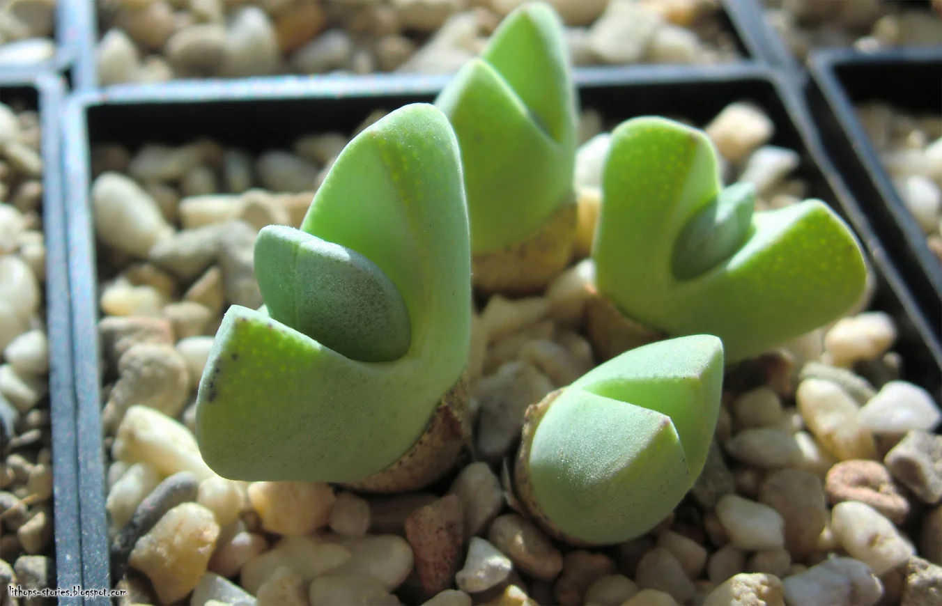 Cheiridopsis brownii_401.jpg
