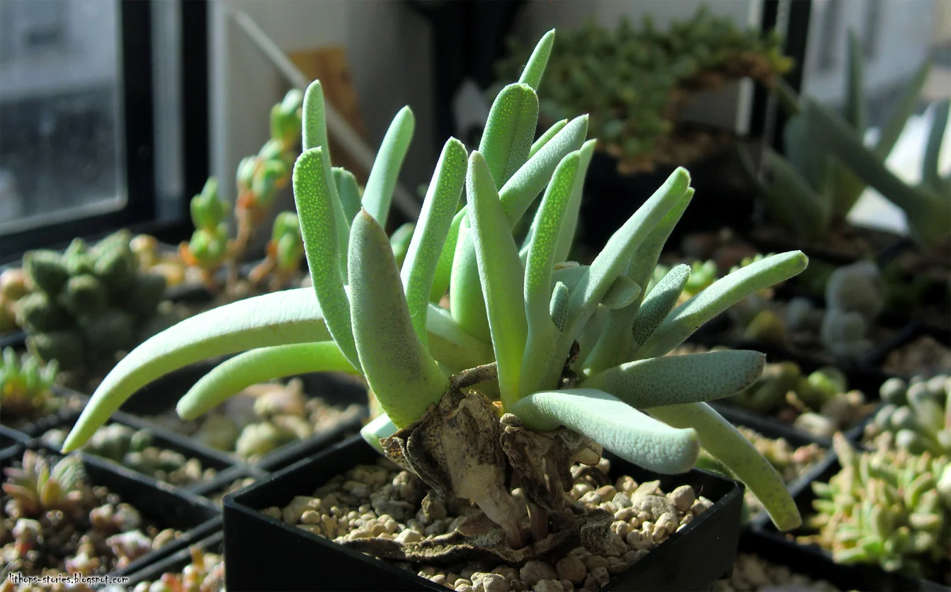 Cheiridopsis cigarettifera Middlepos_402.jpg