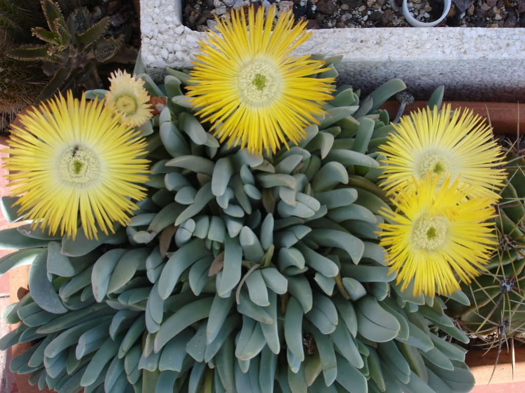 Cheiridopsis-denticulata-Carpet-Weed3.jpg