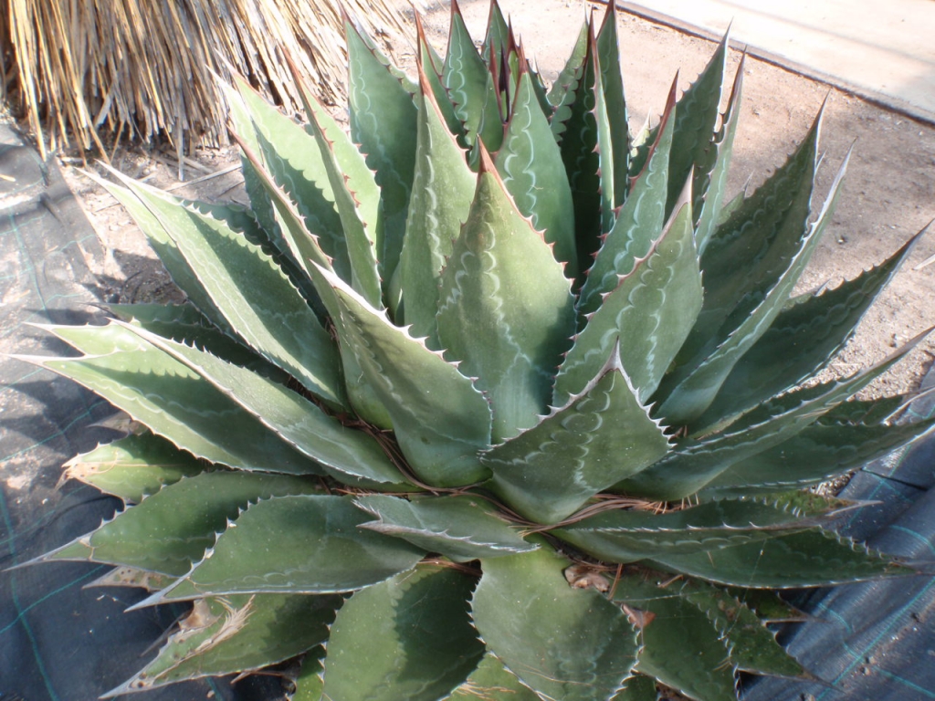 Agave-montana.jpg