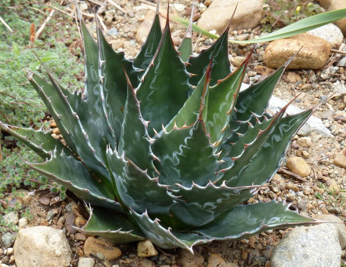 Agave-montana-1-zoom.jpg