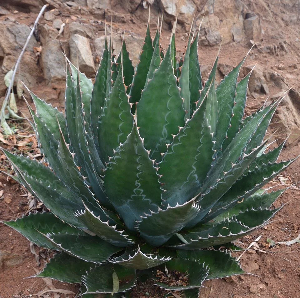 Mountain Agave - 10 seeds  rareplant