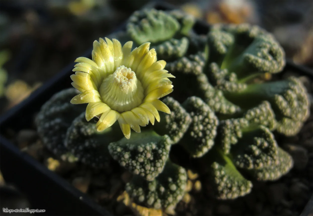 Titanopsis calcarea_308.jpg