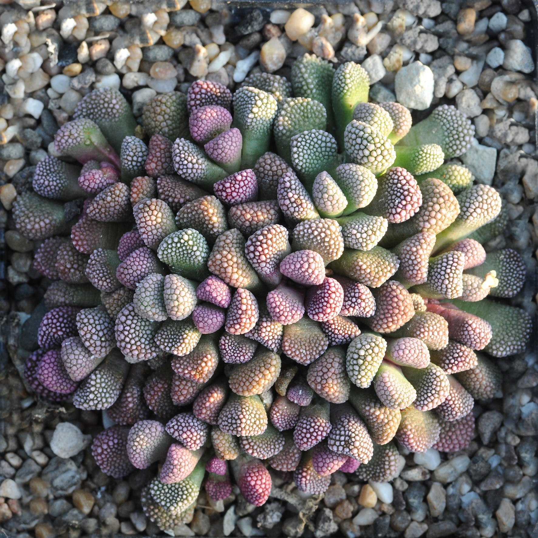 DSC_4000a.jpg