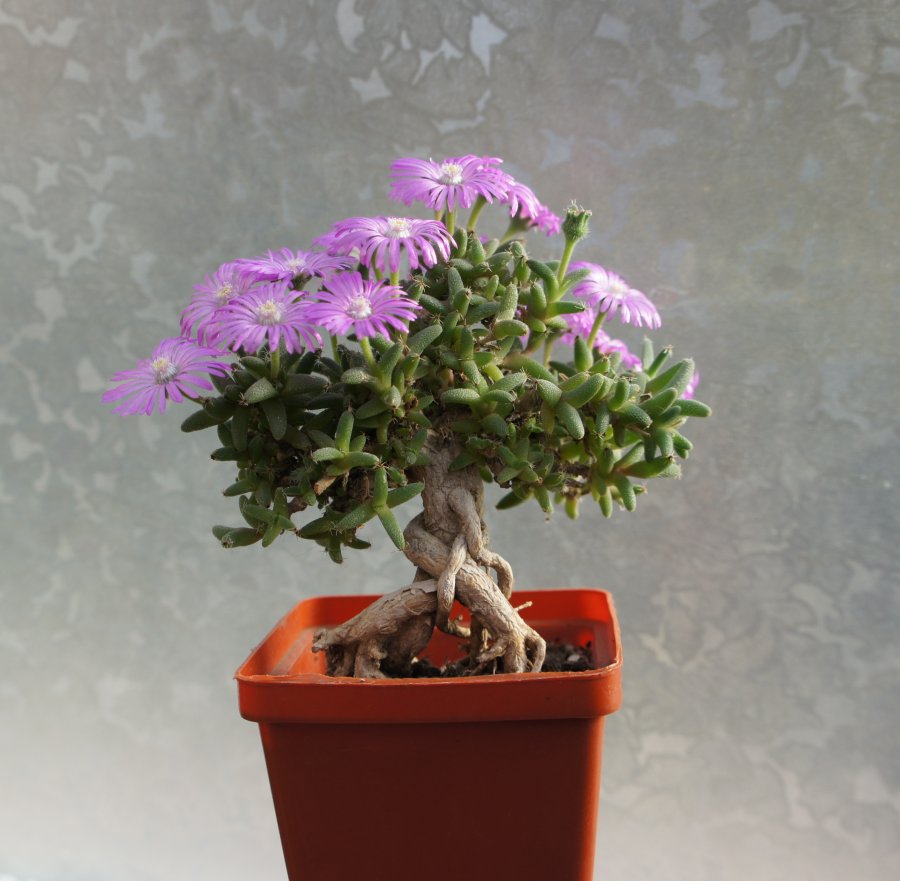 African Bonsai mix - 20 seeds  rareplant