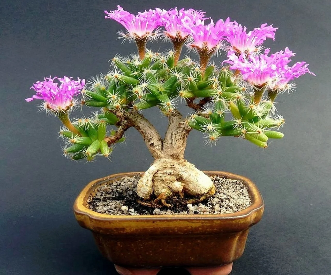 African Bonsai mix - 20 seeds  rareplant