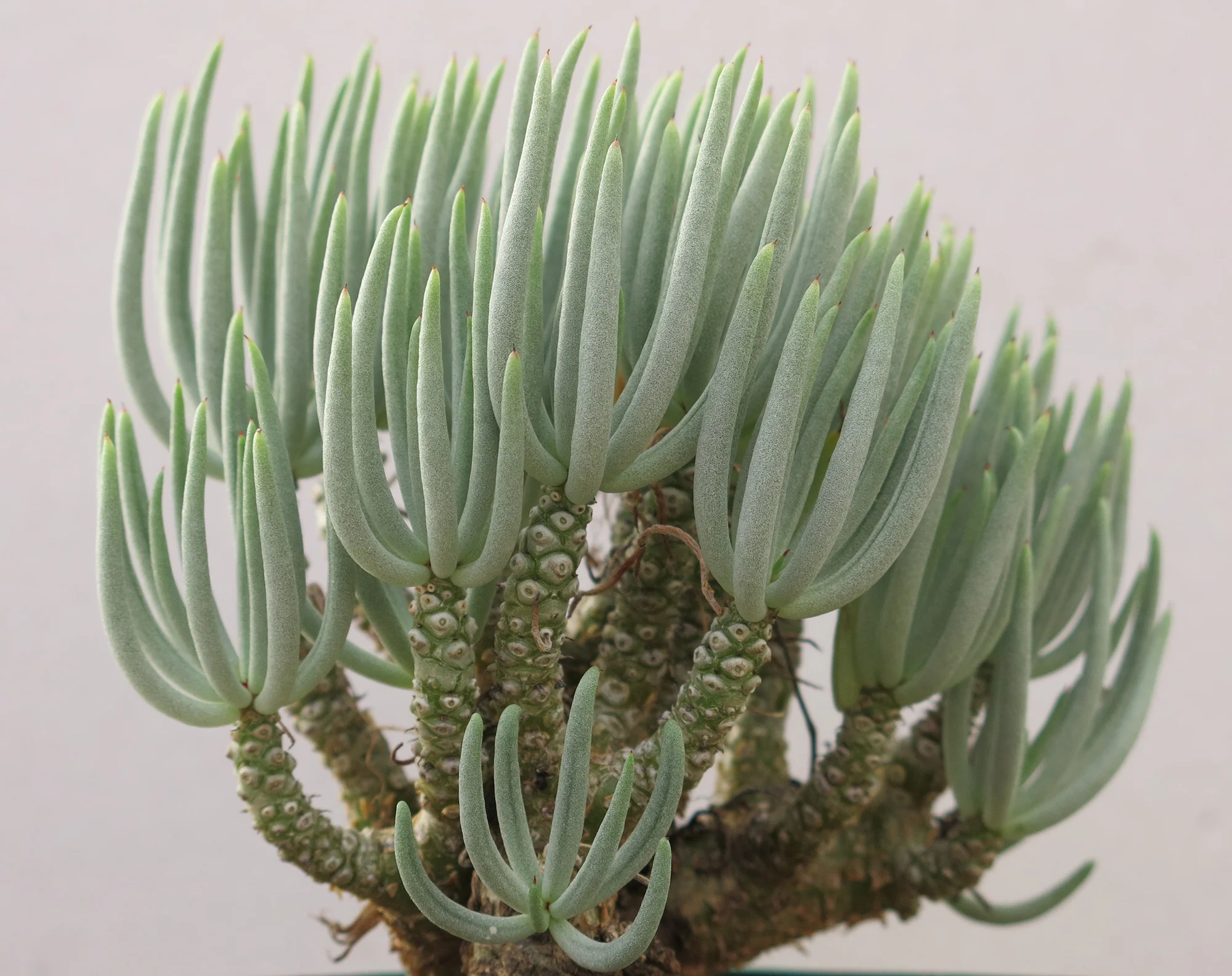 Tylecodon reticulatus - 20 seeds