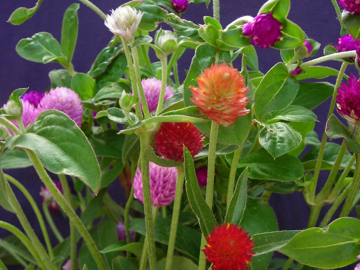 globe-amaranth_LRG.jpg