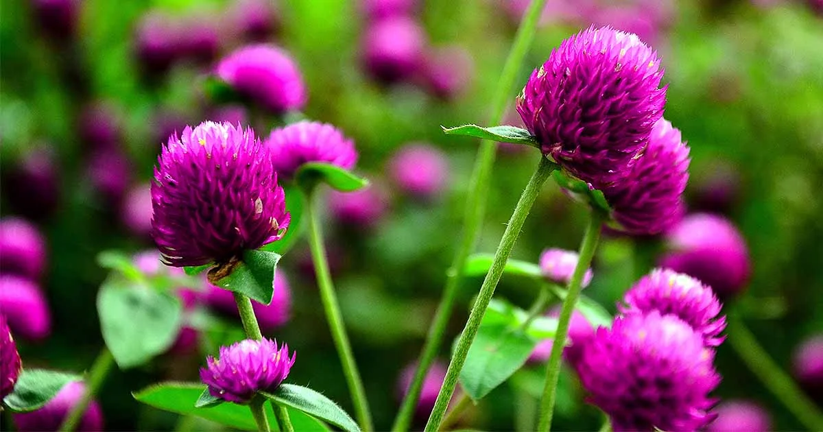 How-to-Grow-Globe-Amaranth.jpg