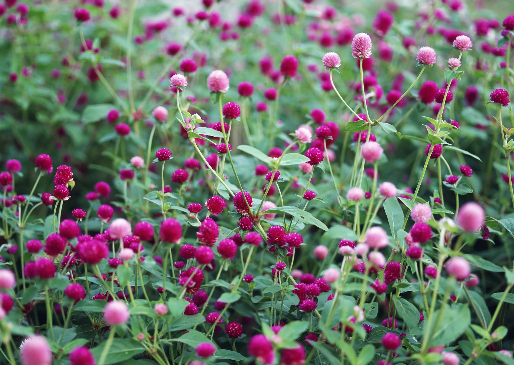 gomphrena-5877eab55f9b584db39c5282.jpg