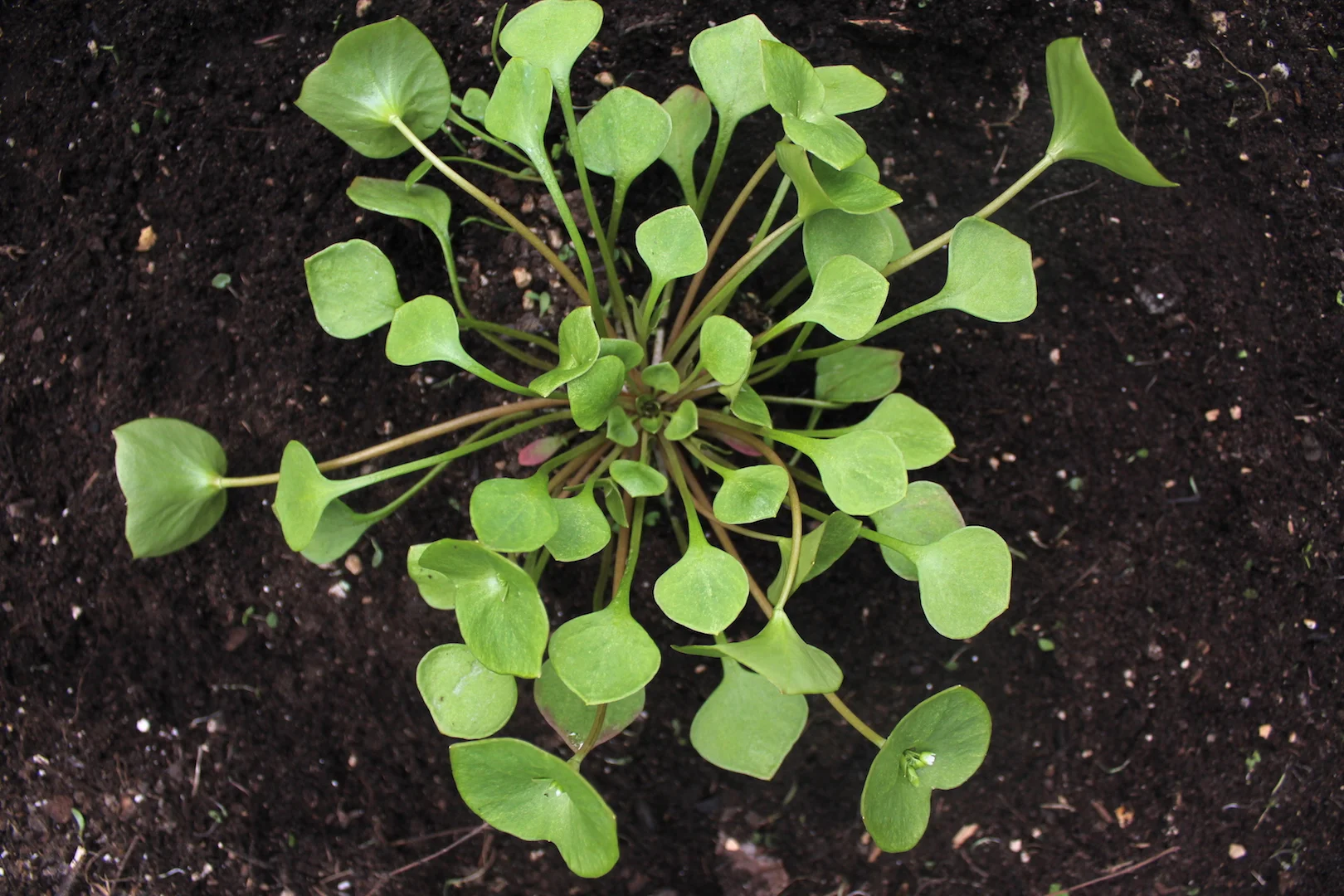 Claytonia-Top-View.jpg