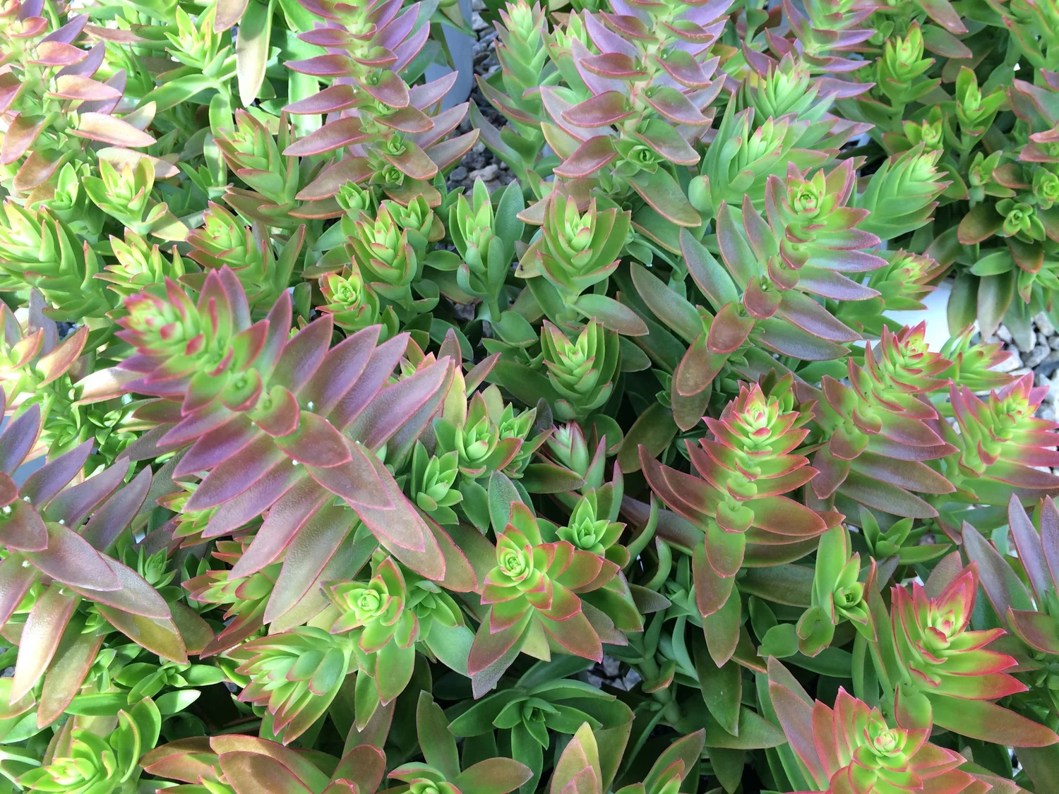 Crassula capitella (Campfire) - 20 seeds  rareplant
