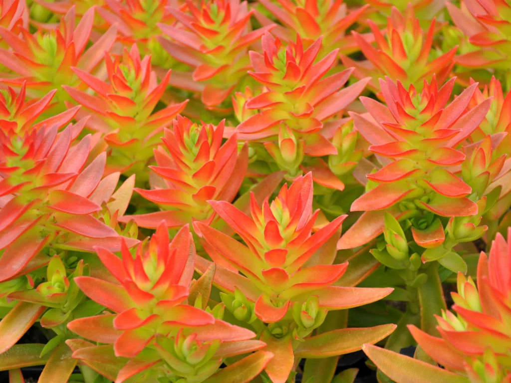 Crassula-capitella-Campfire1.jpg